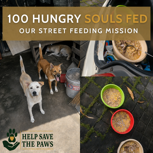 100 Hungry Souls Fed: Our Street Feeding Mission