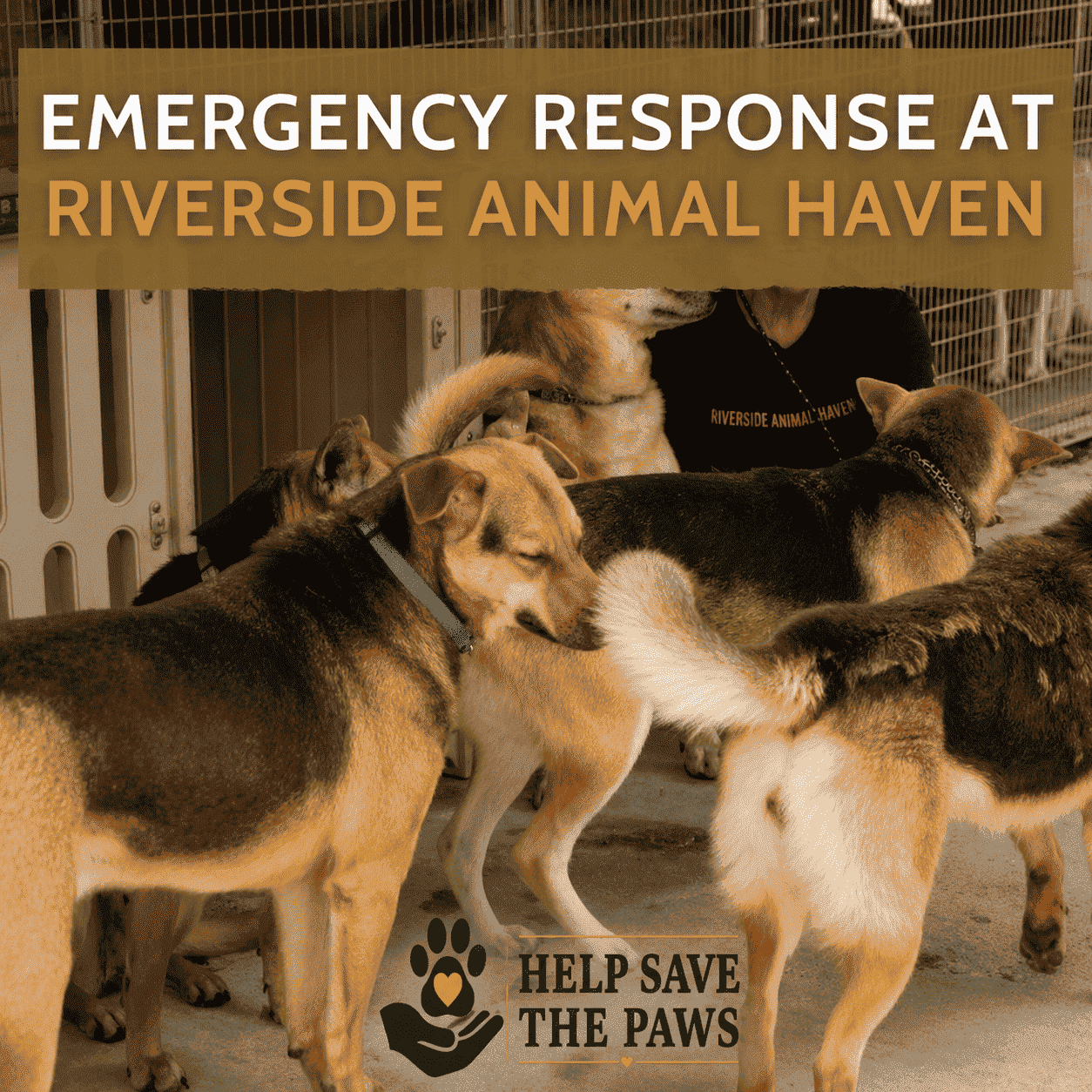 Emergency Response at Riverside Animal Haven