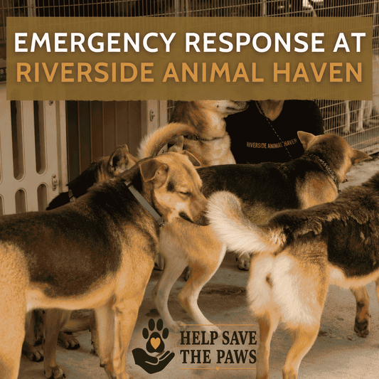 Emergency Response at Riverside Animal Haven