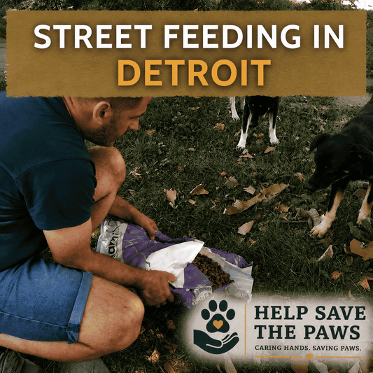 Street Feeding in Detroit
