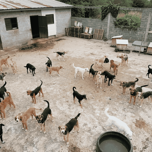 Feeding Day at Hope Haven Animal Shelter