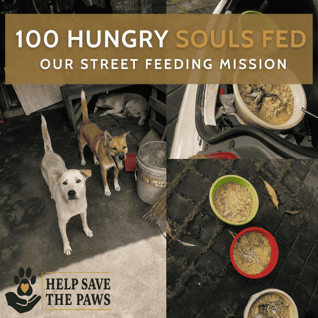 100 Hungry Souls Fed: Our Street Feeding Mission