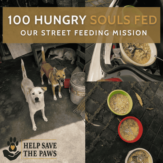 100 Hungry Souls Fed: Our Street Feeding Mission