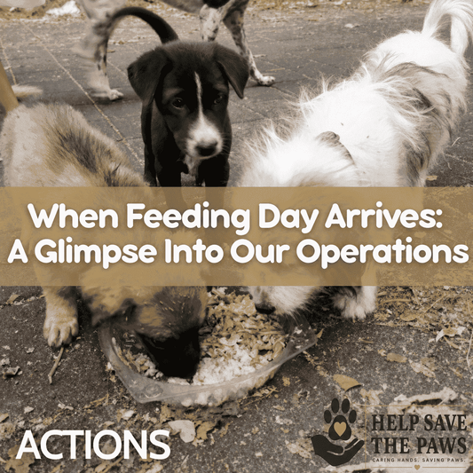 When Feeding Day Arrives: A Glimpse Into Our Operations
