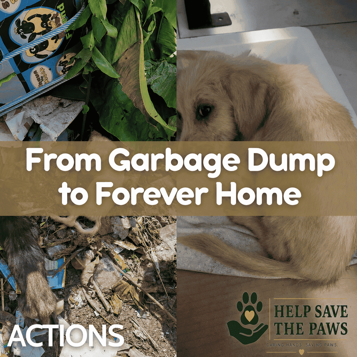 Succes Story : From Garbage Dump to Forever Home