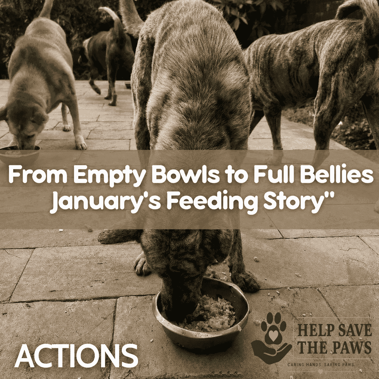 From Empty Bowls to Full Bellies: January's Feeding Story