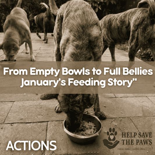 From Empty Bowls to Full Bellies: January's Feeding Story