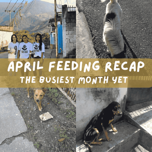 April Feeding Recap: The Busiest Month Yet — and We Showed Up for Every Dog