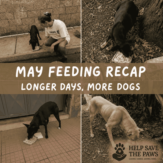 May Feeding Recap: Longer Days, More Dogs, and a Community That Keeps Showing Up