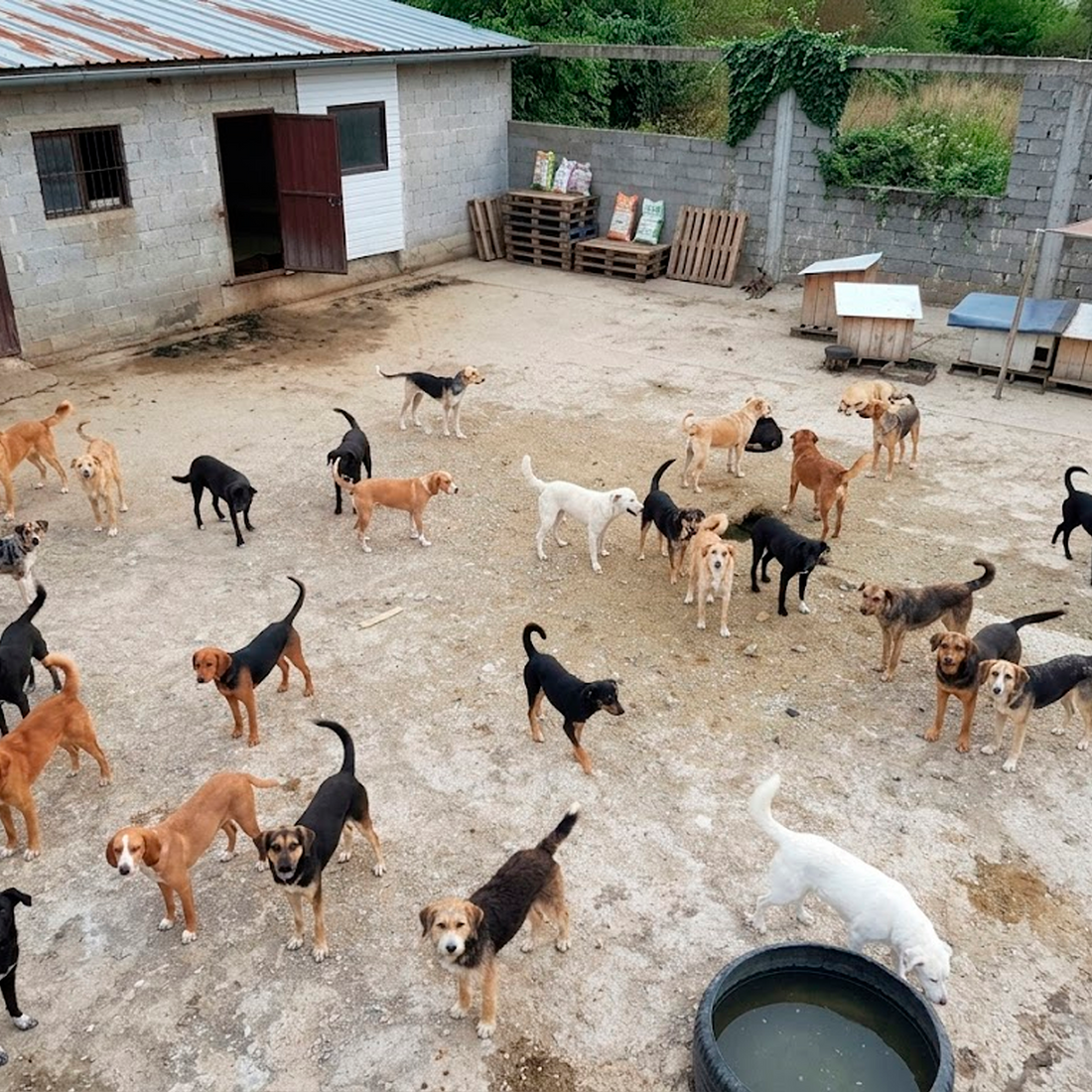 Feeding Day at Hope Haven Animal Shelter