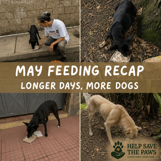May Feeding Recap: Longer Days, More Dogs, and a Community That Keeps Showing Up