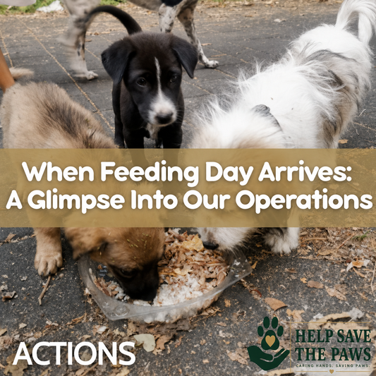 When Feeding Day Arrives: A Glimpse Into Our Operations