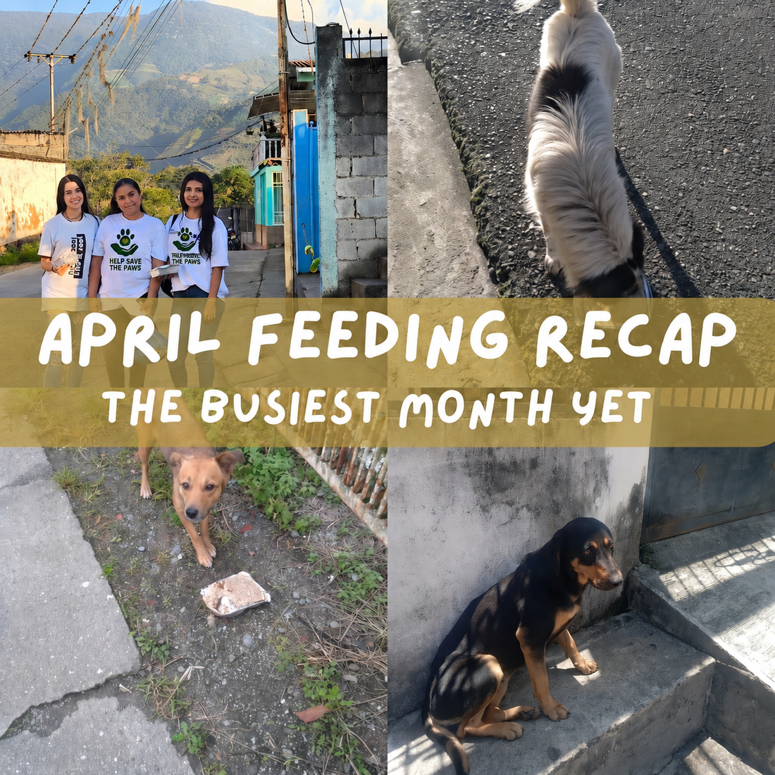 April Feeding Recap: The Busiest Month Yet — and We Showed Up for Every Dog