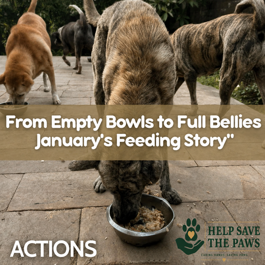 From Empty Bowls to Full Bellies: January's Feeding Story
