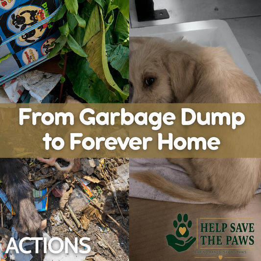 Succes Story : From Garbage Dump to Forever Home