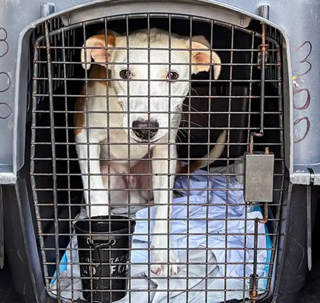 Help Pets Rescue flight