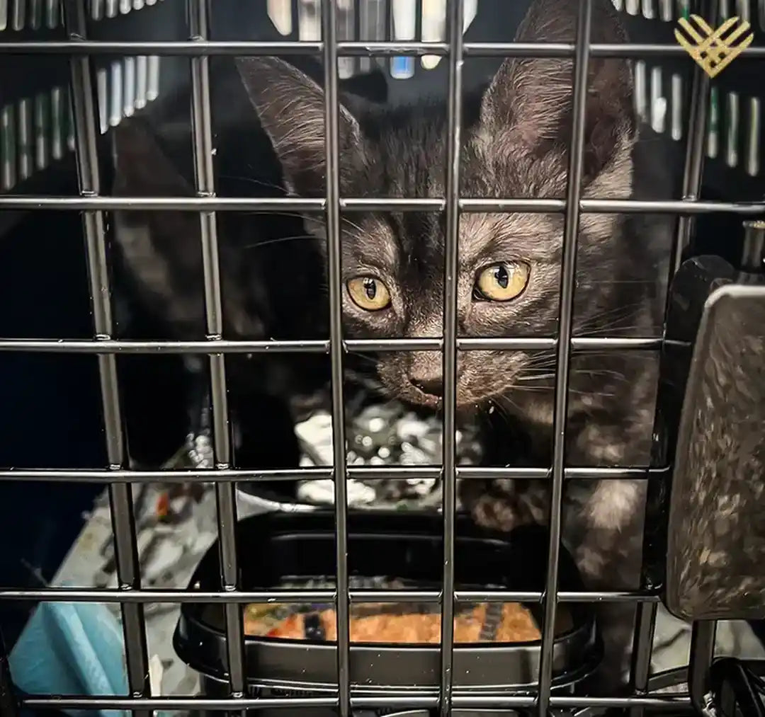 Help Pets Rescue flight