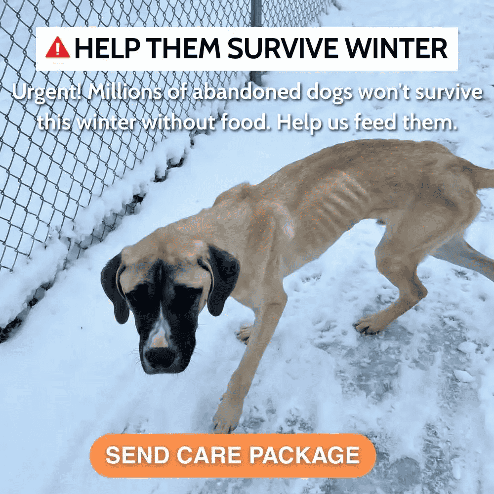Urgent! Be the Lifeline for Millions of Abandoned Dogs Starving This Winter