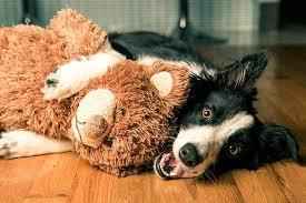Buy toys for the dogs