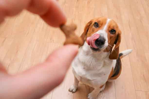 Buy treats for the dogs